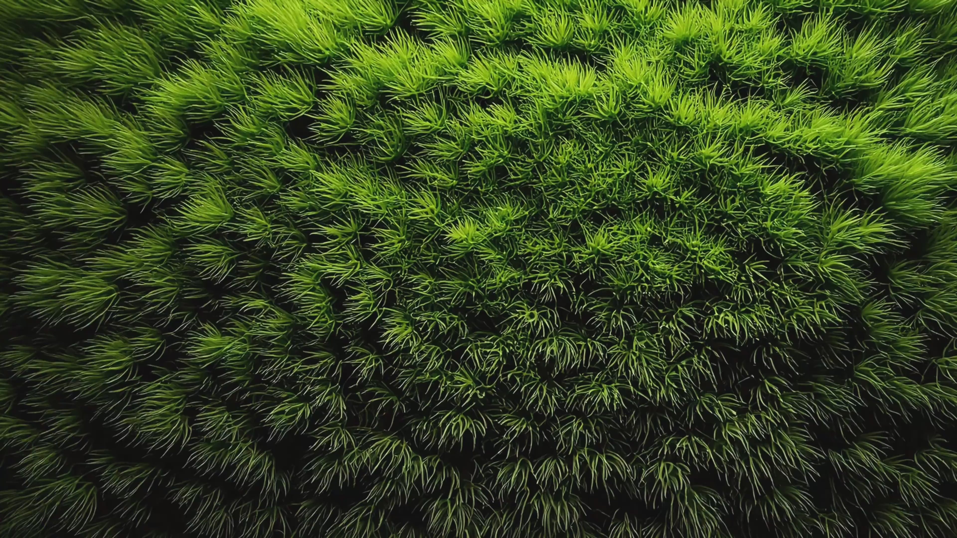 Charger la vidéo : 